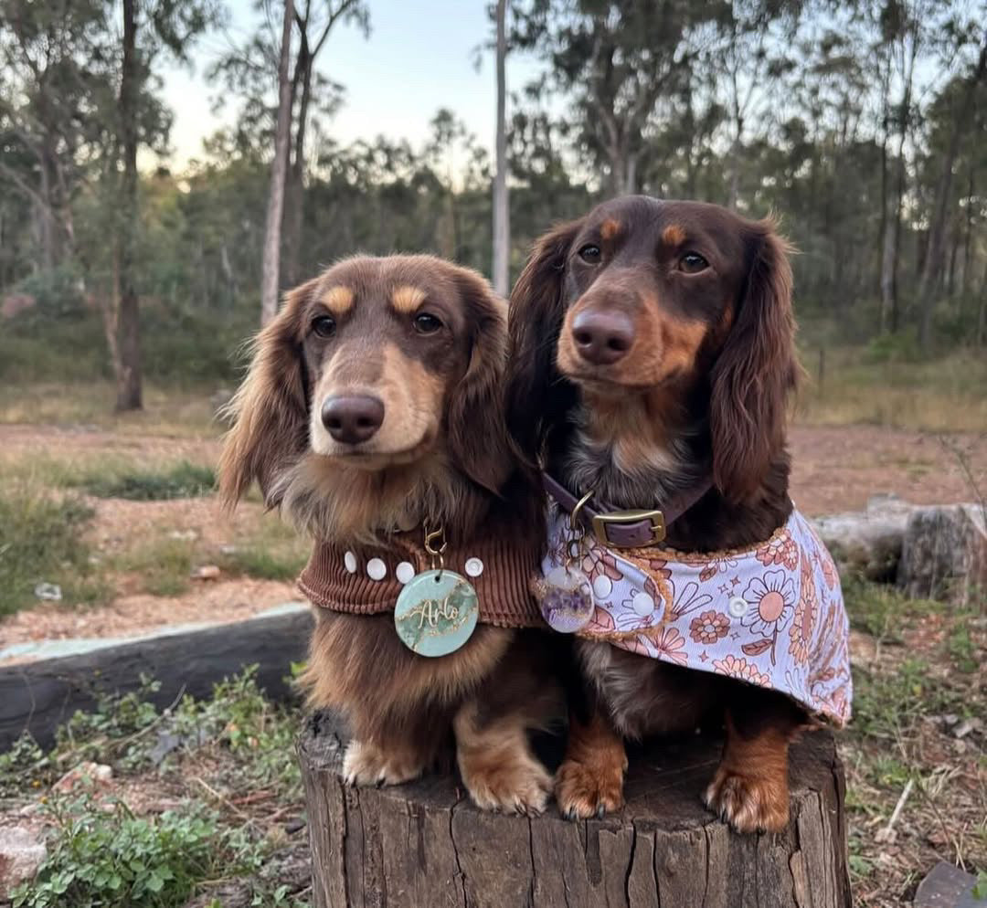 Dog Wear & Accessories
