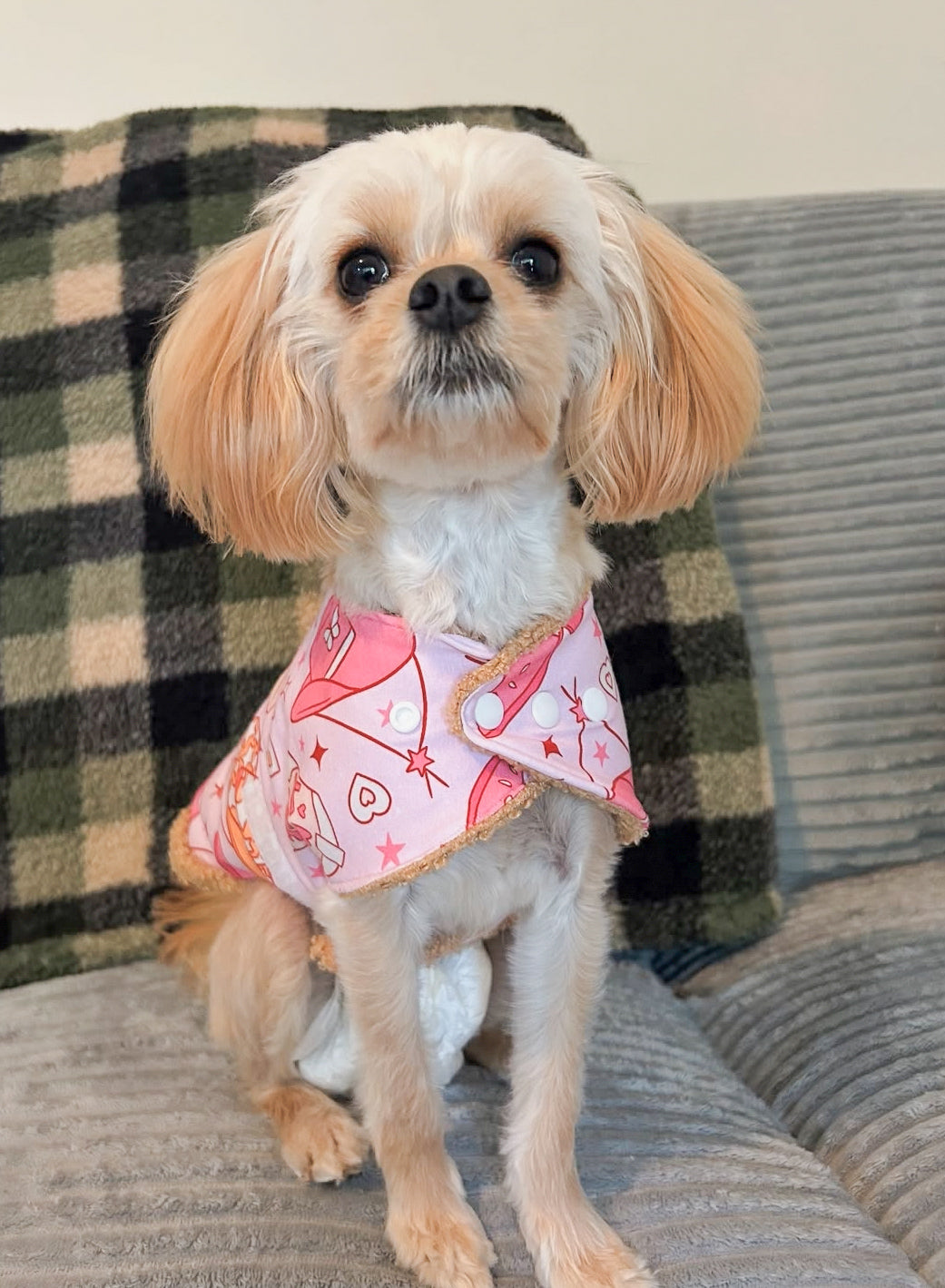 Dog Accessories for Every Pup