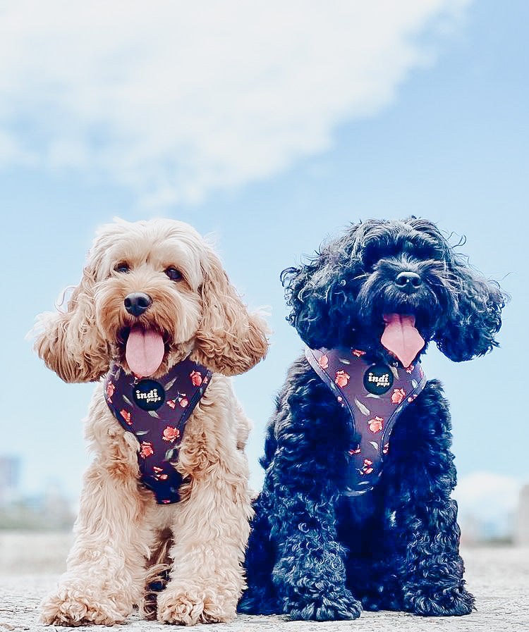 Banksia Bloom Harness