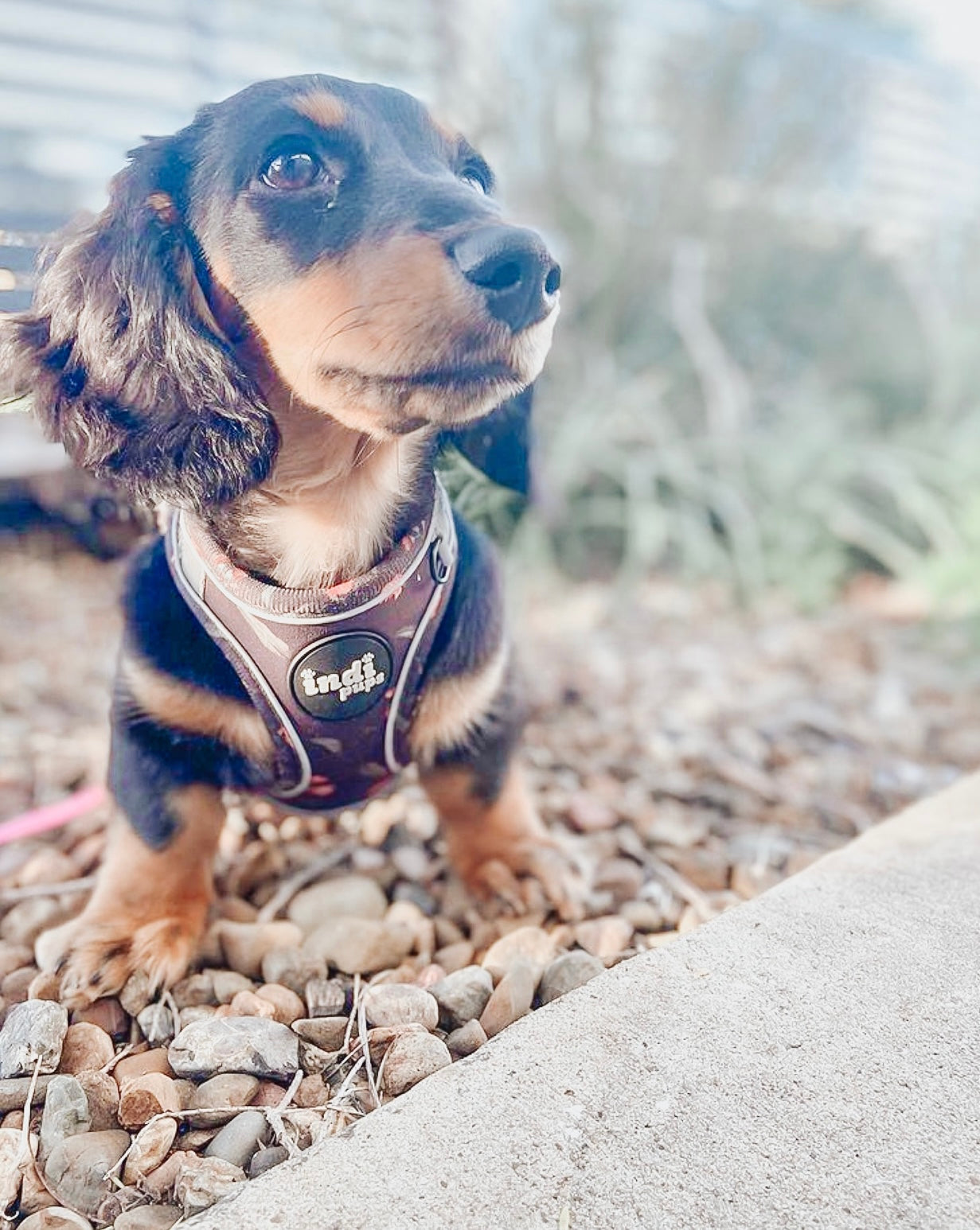 Banksia Bloom Adjustable Step In Dog Harness