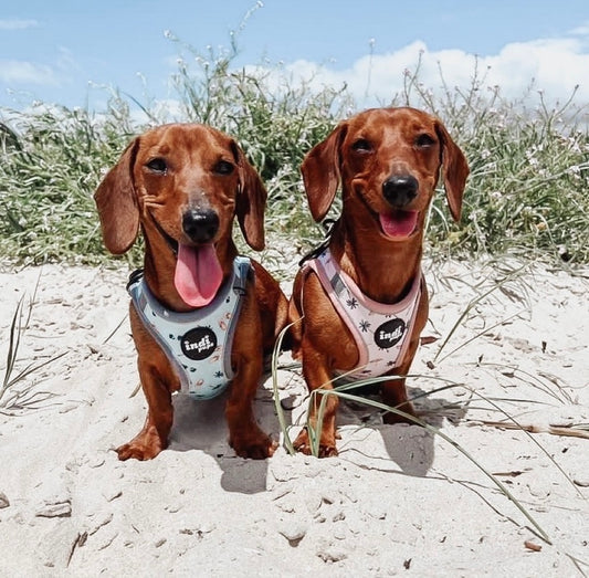 Dogs at the beach in their beach print step in dog harnesses
