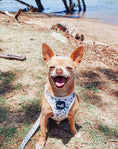 Load image into Gallery viewer, Chihuahua in dog harness 
