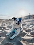 Load image into Gallery viewer, Beach dog harness 
