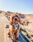 Load image into Gallery viewer, Cavoodle at the beach 
