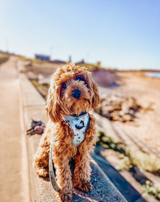 Cavoodle at the beach 
