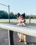 Load image into Gallery viewer, Fluffy dog in extra small step in dog harness
