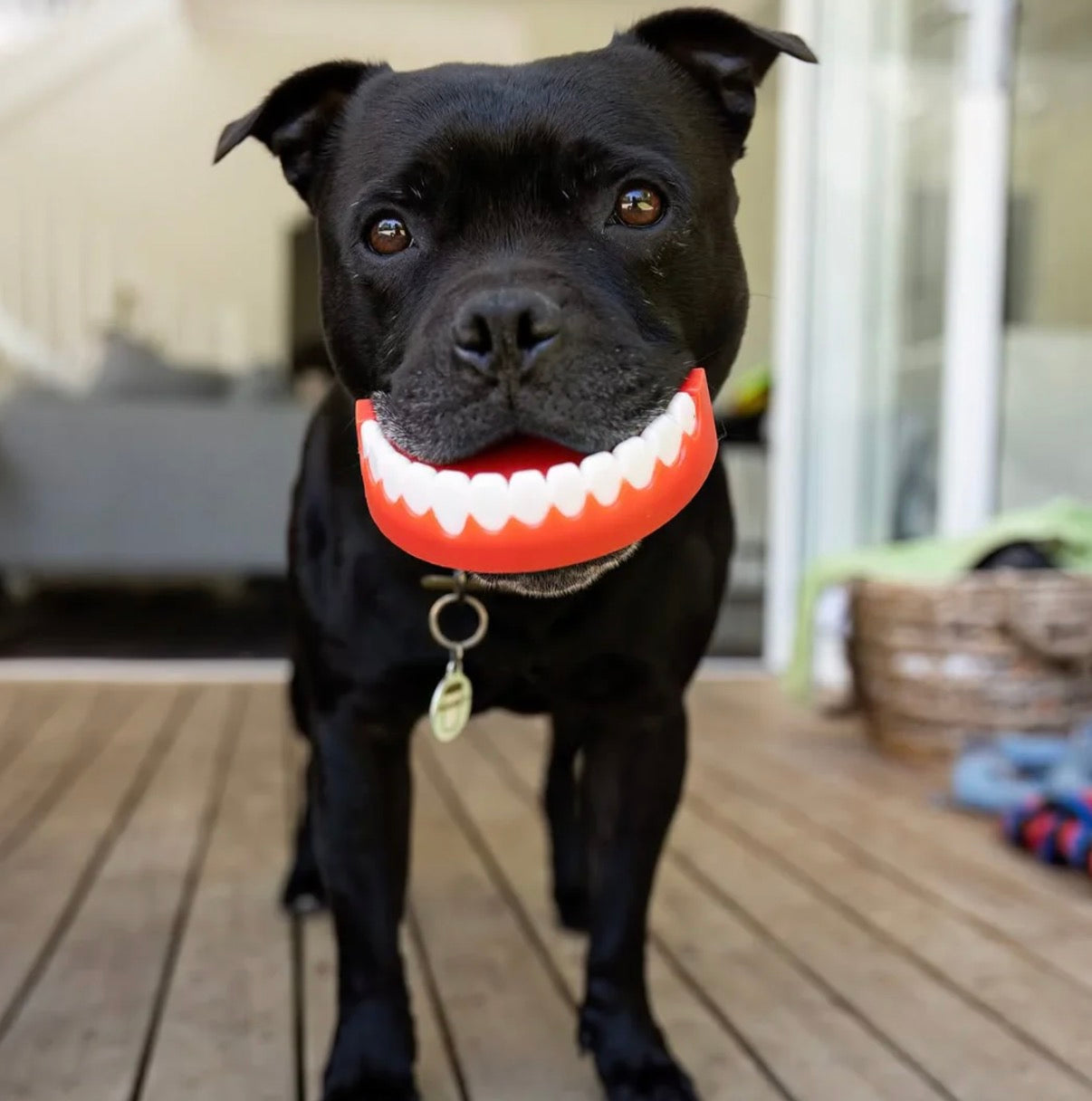 Chatter Chompers