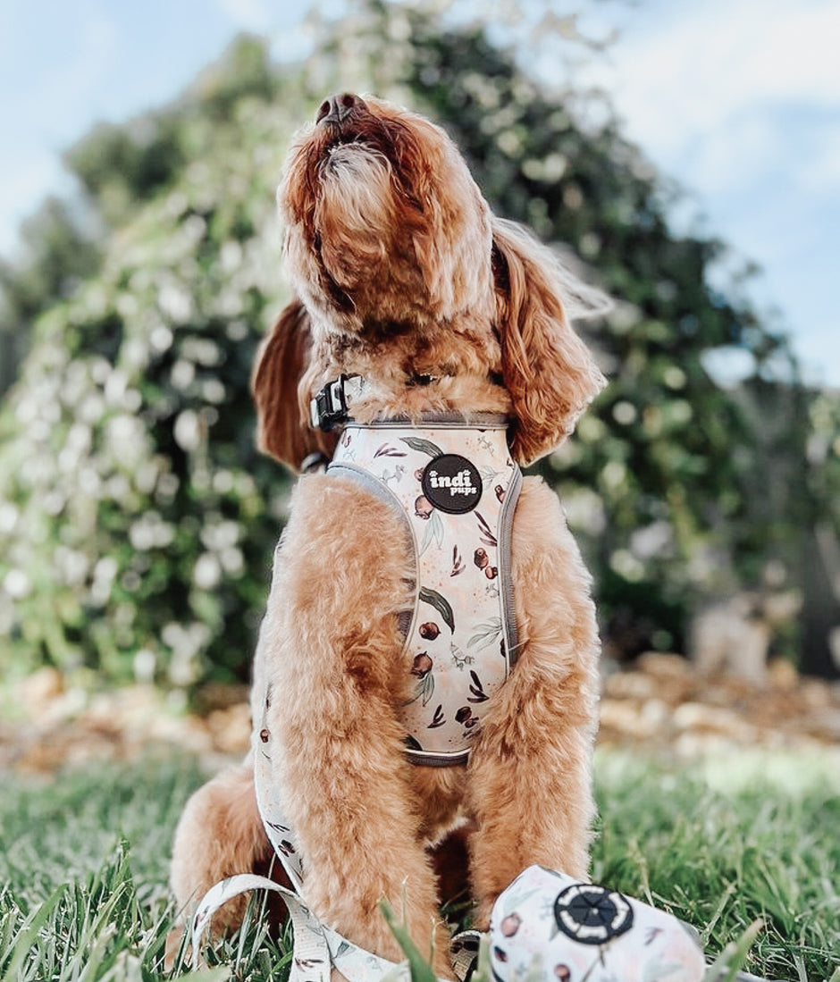 Harness for cavoodles