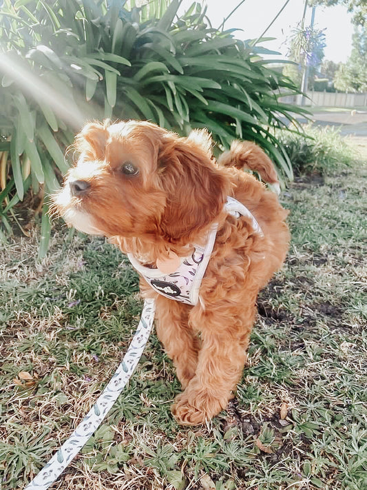 Cavoodle in small dog harness